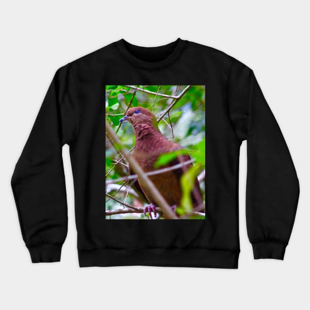 The Brown Cuckoo Dove Crewneck Sweatshirt by Mickangelhere1